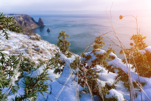 Branches et cônes de genévrier sous la neige et la glace éclairées par la lumière du soleil hiver juniperus oxycedrus