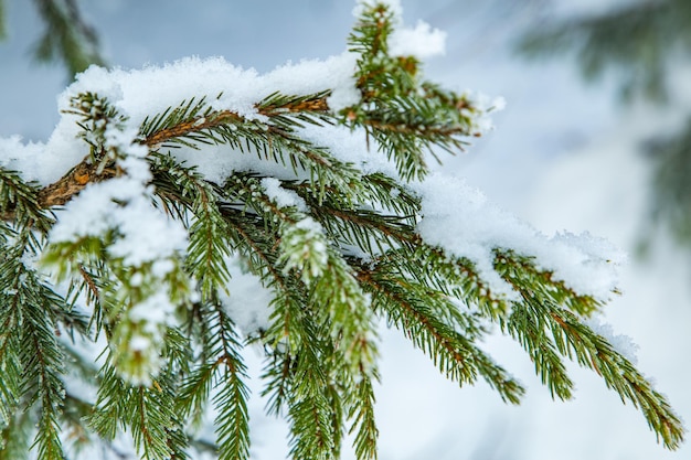 Branches d'un conifère dans la neige sur un arrière-plan flou fond de noël