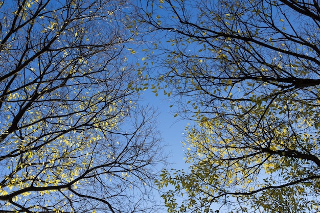 Des branches contre le ciel bleu