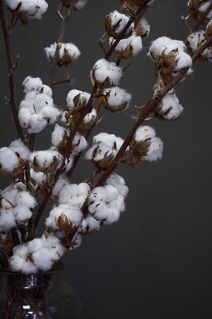 Branches de coton naturel dans un vase en verre sur un fond sombre, Noël