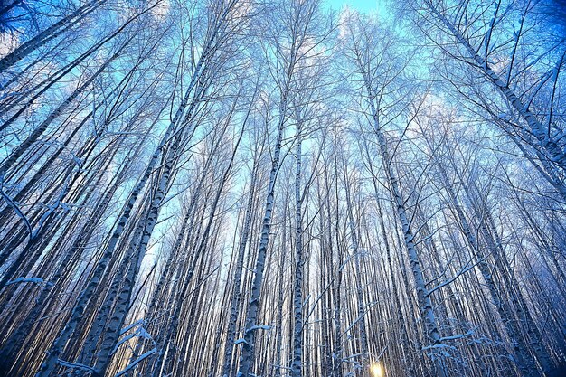 branches couvertes de fond de givre, paysage abstrait neige hiver nature frost