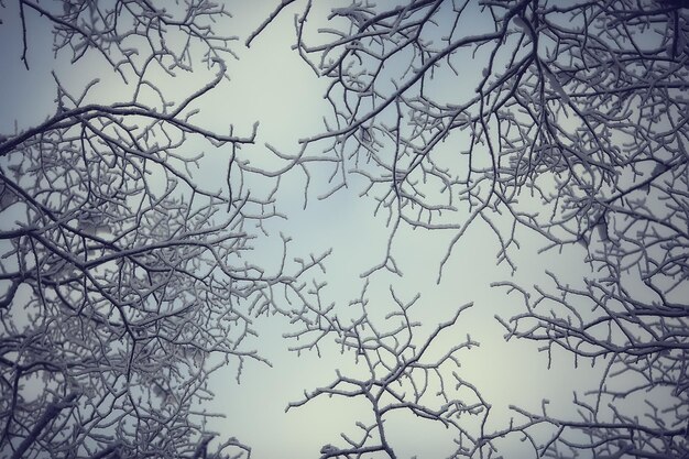 branches couvertes de fond de givre, paysage abstrait neige hiver nature frost