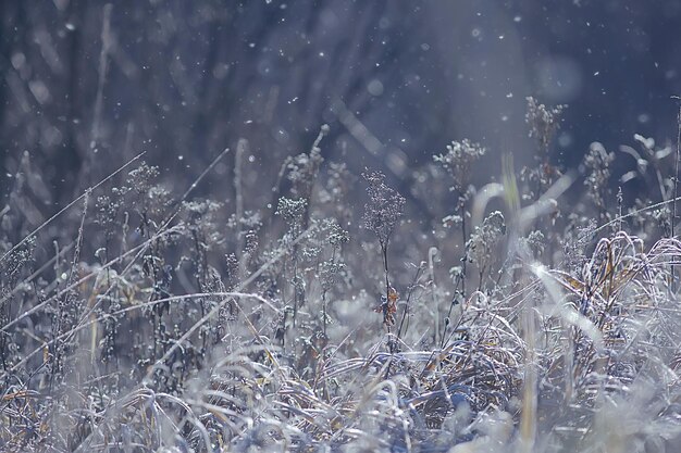 branches couvertes de fond de givre, paysage abstrait neige hiver nature frost