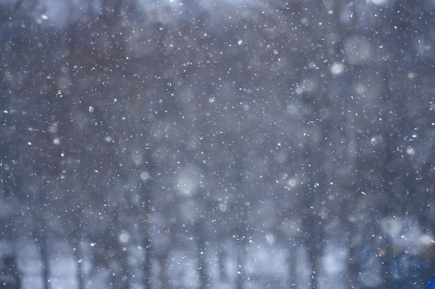 branches couvertes de fond de givre, paysage abstrait neige hiver nature frost