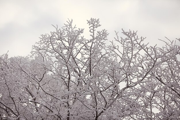 branches couvertes de fond de givre, paysage abstrait neige hiver nature frost