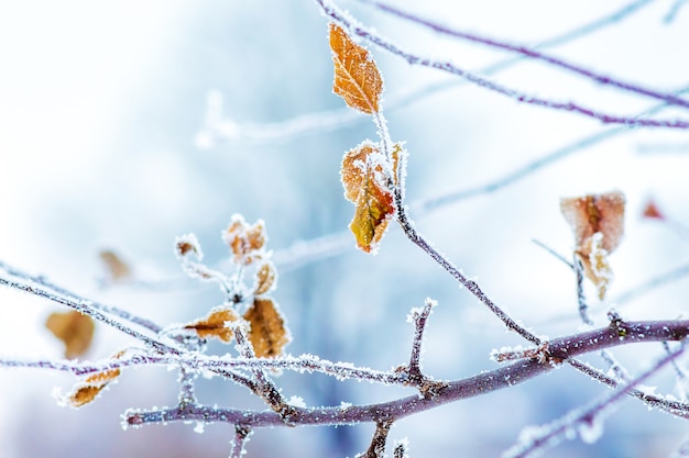 Photo branches couvertes de givre et feuilles sèches d'un arbre_