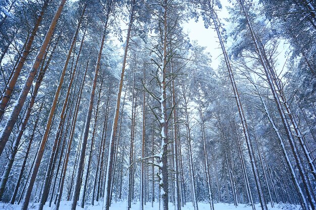 branches couvertes de givre fond résumé hiver décembre vue