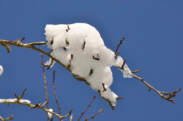 Branches couvertes de neige en hiver