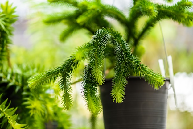 Branches de cryptomeria japonica