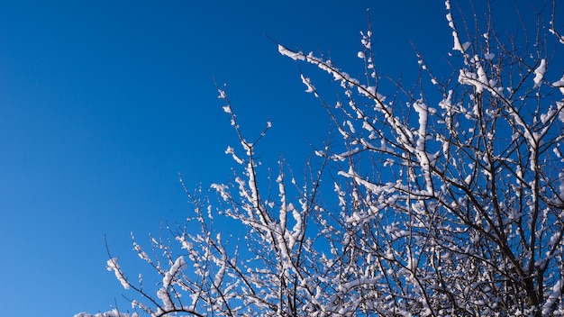 Branches dans la neige contre le ciel bleu.