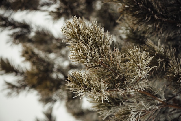 Les branches du conifère recouvert de neige.