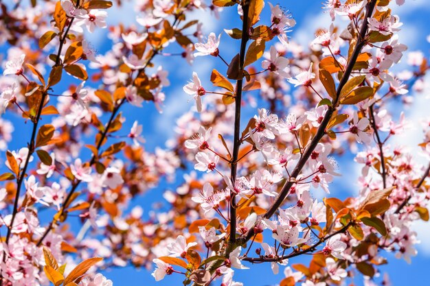 Branches du pommier paradis en fleurs au printemps