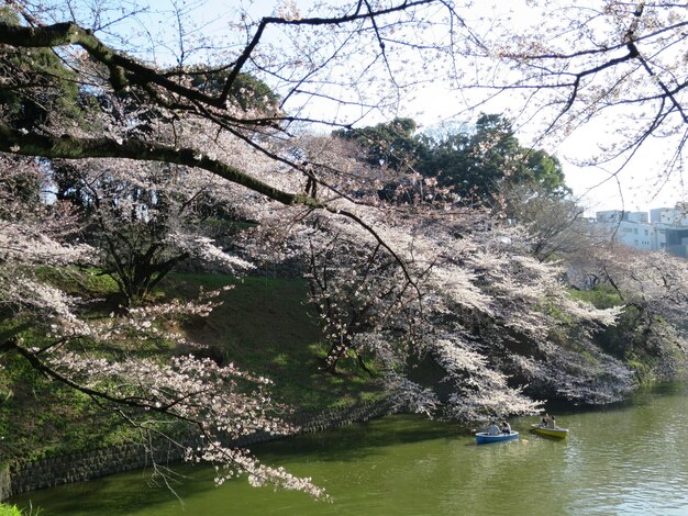 Photo des branches sur l'eau