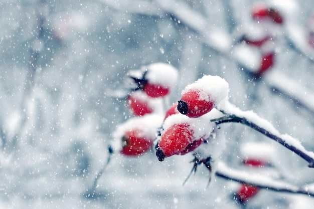 Branches d'églantier enneigées avec fruits rouges lors d'une chute de neige