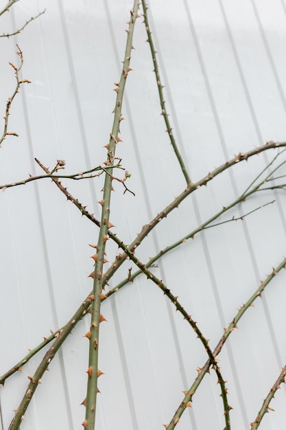 Photo branches avec des épines d'une rose de pulvérisation
