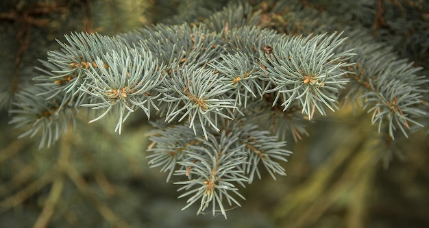 Branches d'une épinette bleue dans la nature