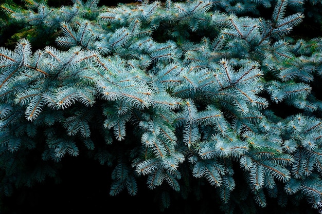 Branches d'épinette bleue fond de nouvel an festif pour le texte