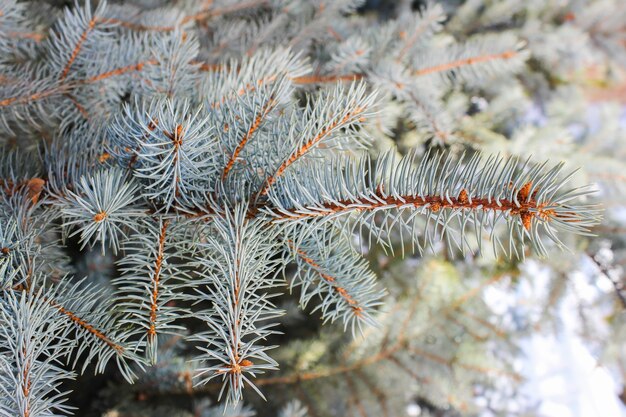 Branches d'épinette bleue gros plan