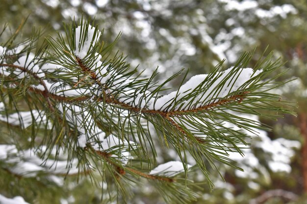 Branches d'épinette avec des cônes dans la neige