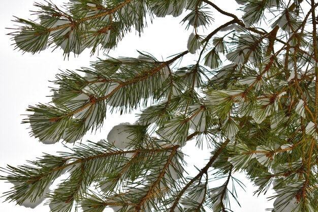 Branches d'épinette avec des cônes dans la neige