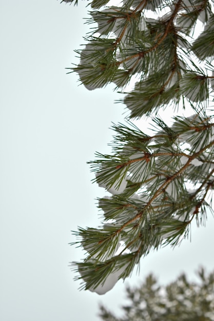 Branches d'épinette avec des cônes dans la neige