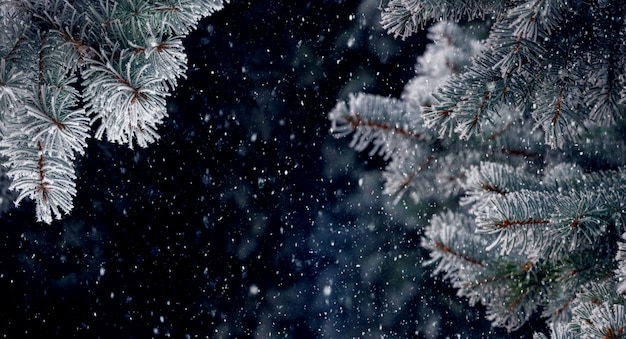Branches d'épinette couvertes de givre sur fond sombre lors d'une chute de neige, fond de Noël et du nouvel an