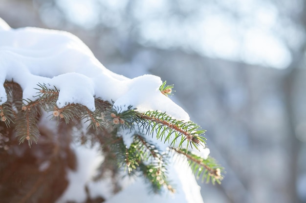 Branches d'épinette couvertes de neige sur le fond d'une ville d'hiver