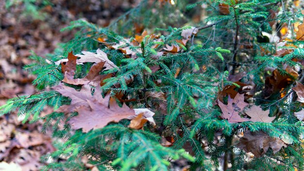 Branches d'épinette dans la forêt. gros plan sur l'épicéa