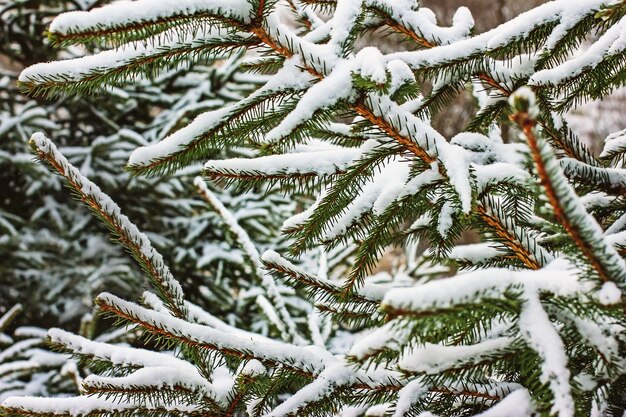 Branches d'épinette dans la neige dans la forêt d'hiver