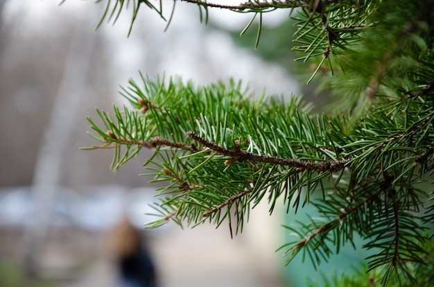 Les branches de l&#39;épinette, du pin, des arbustes au jour de la macro