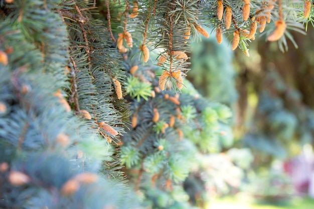 Branches d'épinette floues avec de petits cônes