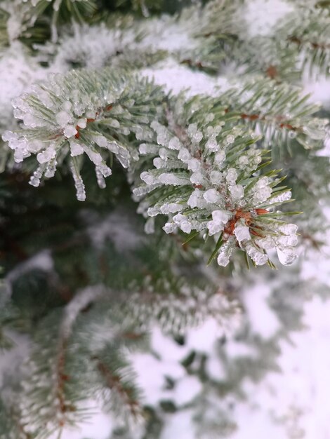 branches d'épinette en hiver