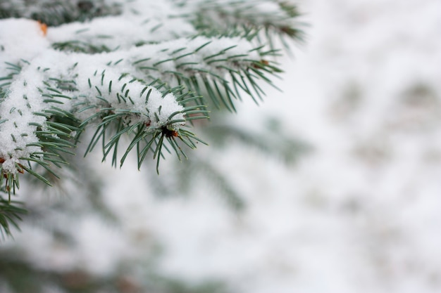 Branches d'épinette avec de la neige