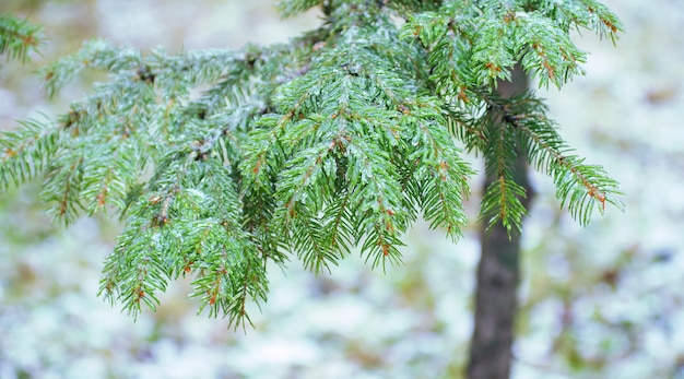 Branches d'épinette verte avec aiguilles couvertes de glace et de neige en hiver