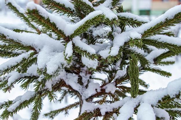 Branches d'épinette verte couvertes de neige Hiver enneigé Arbres couverts de neige Nouvel An et gros plan de Noël