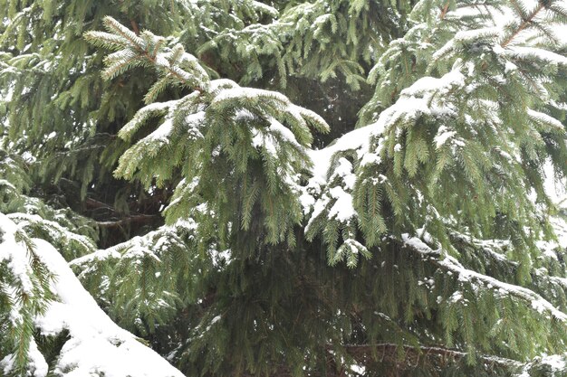 Branches d'épinette verte dans la neige