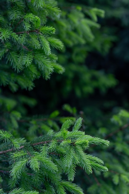 Branches d'épinette verte fond de Noël Place pour le texte