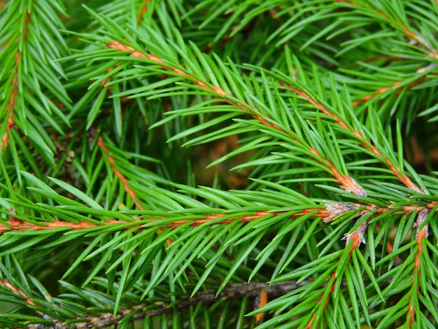 Branches d'épinette verte