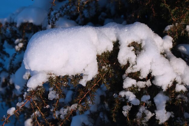 Branches d'épinettes couvertes de neige libre