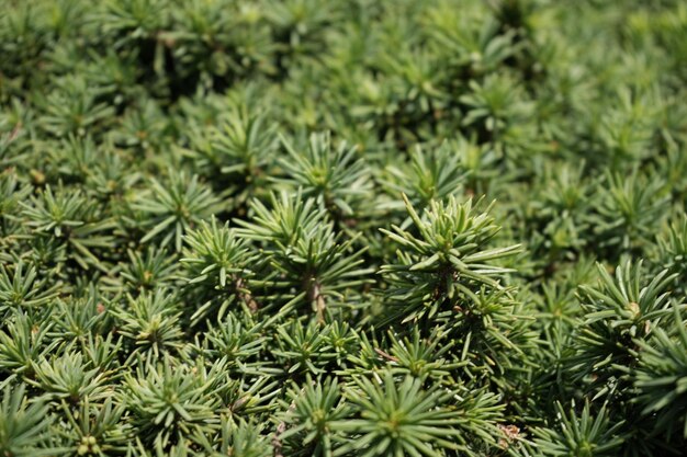 Photo branches épineuses vertes brillantes d'un pin conifère en gros plan petites branches jeunes d'un conifère