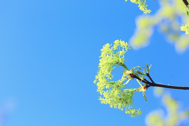 branches d'érable en fleurs, fleurs de détail de printemps sur une branche d'arbre