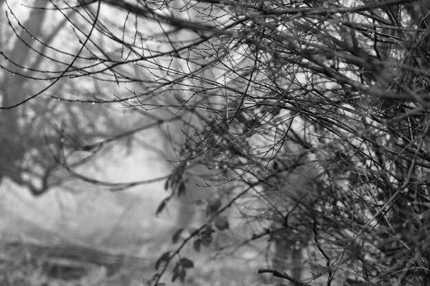 Les branches éthériques se tournent dramatiquement au milieu d'une brume tourbillonnante leurs silhouettes captivantes scène