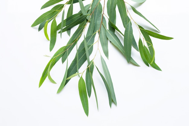 Branches D'eucalyptus Sur Blanc