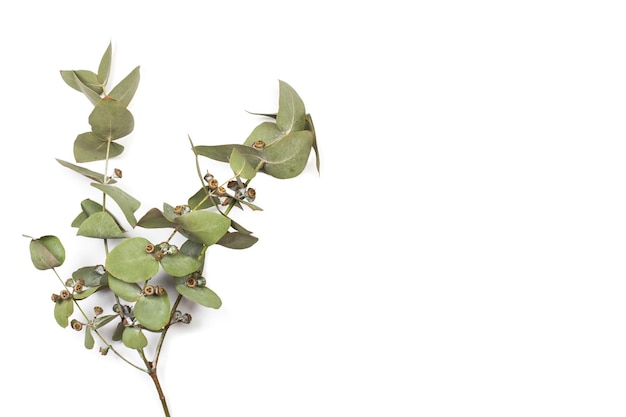 Branches d'eucalyptus avec des feuilles isolées sur fond blanc avec espace de copie