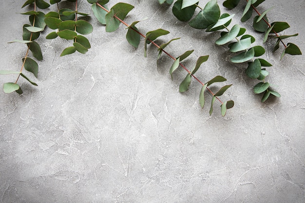 Branches d&#39;eucalyptus sur un fond de béton