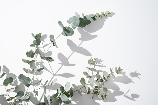 Branches d'eucalyptus sur fond gris clair avec espace de copie d'ombres