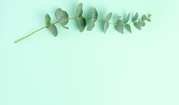 branches d'eucalyptus sur fond vert. Mise à plat, vue de dessus. copie espace.