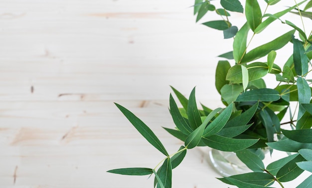 Branches d'eucalyptus frais dans un vase sur un fond en bois clair Vue de dessus