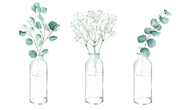 Branches d'eucalyptus et de gypsophile dans des pots de vases aquarelle illustration botanique dessinée à la main