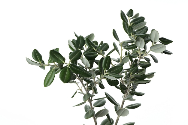Branches D'eucalyptus Isolé Sur Fond Blanc